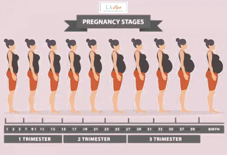 First Trimester (Weeks 1–12): Early Changes You Might Not Notice Lower Sydenham